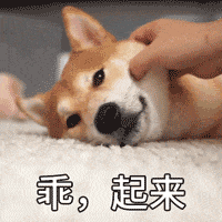 萌寵 狗狗 乖起來 呆萌 可愛