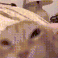 萌宠 猫咪 叫 呆萌 可爱