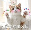 萌宠 猫星人 爱你有那么多 害羞 呆萌 可爱
