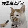 萌宠 猫咪 你是变态吗渐变 呆萌 可爱