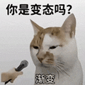 萌宠 猫咪 你是变态吗渐变 呆萌 可爱