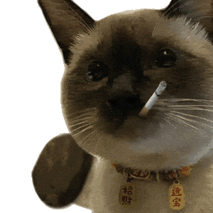 萌宠 猫咪 打 呆萌 可爱