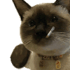 萌宠 猫咪 打 呆萌 可爱