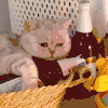 萌宠 猫咪 不开心 呆萌 可爱