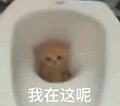 萌宠 猫咪 我在这呢 呆萌 可爱