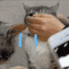 萌宠 猫咪 哭 呆萌 可爱