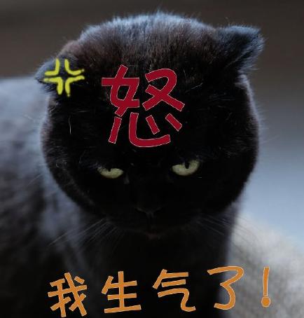 猫咪 喵星人 可爱 萌宠 文字表情包