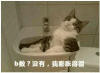 萌宠 猫咪 b数没有 我膨胀得很 呆萌 可爱