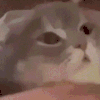 萌宠 猫咪 咬 呆萌 可爱