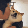 萌宠 狗狗 亲 呆萌 可爱