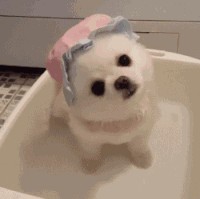 萌宠 狗狗 摇头 呆萌 可爱