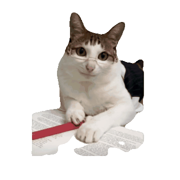 猫咪 可爱 搞怪 沙雕