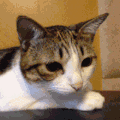 萌宠 猫咪 干嘛 呆萌 可爱