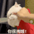 萌宠 猫咪 你很拽哦 呆萌 可爱