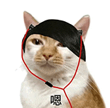 萌寵 貓咪 嗯 呆萌 可愛
