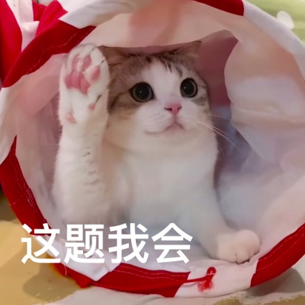 小猫举手表情包图片