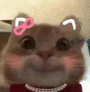 萌宠 猫咪 开心 呆萌 可爱