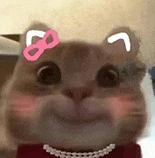 萌宠 猫咪 开心 呆萌 可爱