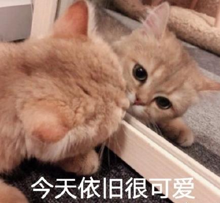 文字表情包gif猫咪gif喵星人gif可爱gif萌宠gif