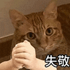 萌宠 猫咪 失敬 呆萌 可爱