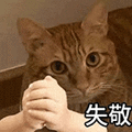 萌宠 猫咪 失敬 呆萌 可爱