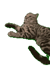 萌宠 猫咪 秃头 呆萌 可爱
