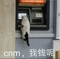 萌宠 猫咪 cnm我钱呢 呆萌 可爱