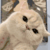 萌宠 猫咪 怎么了 呆萌 可爱