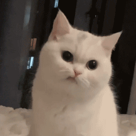 萌宠 猫咪 看着你 呆萌 可爱