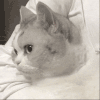 萌宠 猫咪 生气 呆萌 可爱
