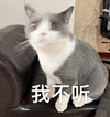 萌宠 猫咪 我不听 呆萌 可爱