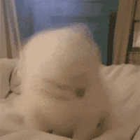 萌宠 狗狗 摇头 呆萌 可爱