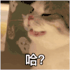 萌宠 猫咪 哈 呆萌 可爱