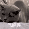 萌宠 猫咪 委屈 呆萌 可爱