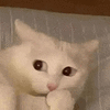 萌宠 猫咪 偷笑 呆萌 可爱