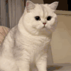 萌宠 猫咪 趴下 呆萌 可爱