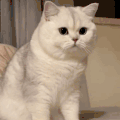 萌宠 猫咪 趴下 呆萌 可爱