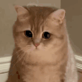 萌宠 猫咪 不开心 呆萌 可爱