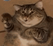 萌宠 猫咪 傻 呆萌 可爱