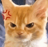 萌宠 猫咪 生气 呆萌 可爱