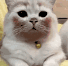 萌宠 猫咪 盯 呆萌 可爱