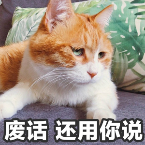 萌宠猫星人废话还用你说搞怪呆萌gif动图_动态图_表情包下载_soogif