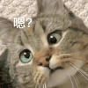 萌宠 猫 嗯 好奇 呆萌 可爱