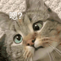 萌宠 猫 嗯 好奇 呆萌 可爱