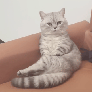 萌宠 猫咪 躺着 呆萌 可爱
