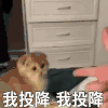 萌宠 猫咪 我投降我投降 呆萌 可爱
