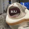 萌宠 猫咪 女儿 呆萌 可爱