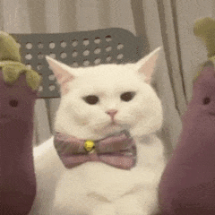 萌宠 猫咪 开心快乐 呆萌 可爱