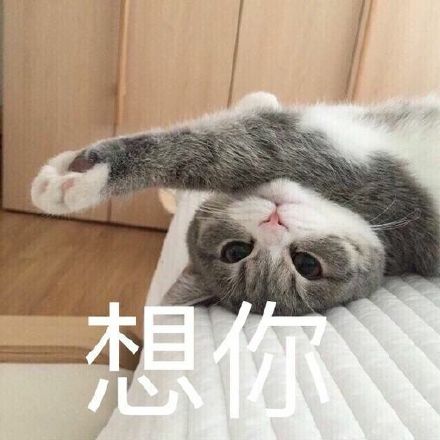 萌宠 猫星人 想你 害羞 呆萌 可爱