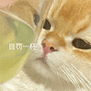 萌宠 猫咪 自罚一杯 呆萌 可爱